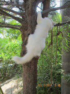 "Bebo" the traditional Persian kitten climbing a tree to catch a squirrel.