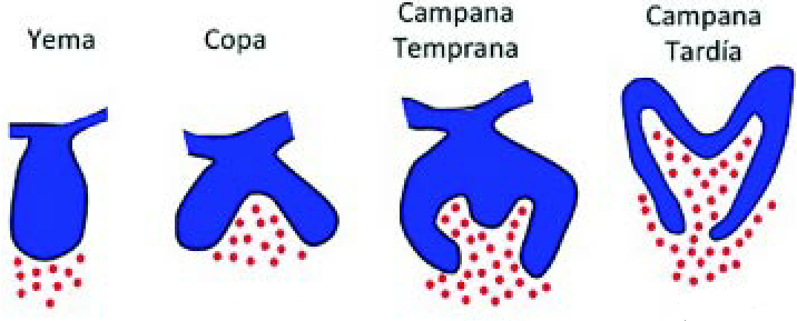 odontogenesis