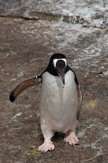 Penguin photograph