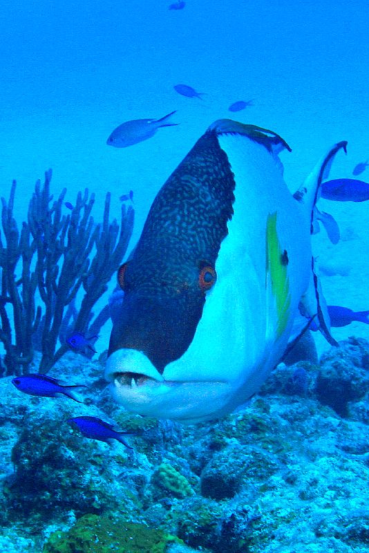 Real Monstrosities Hogfish