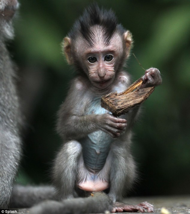 The Animal Zone Ouch Newborn Monkey Gives A Painful Looking Tug