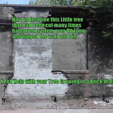 Do You Need Help with a Tree Growing in your Brick Wall? Scotts Contracting will get to the Root of the Problem! Do You Need Help with a Tree Growing in your Brick Wall? Scotts Contracting will get to the Root of the Problem!