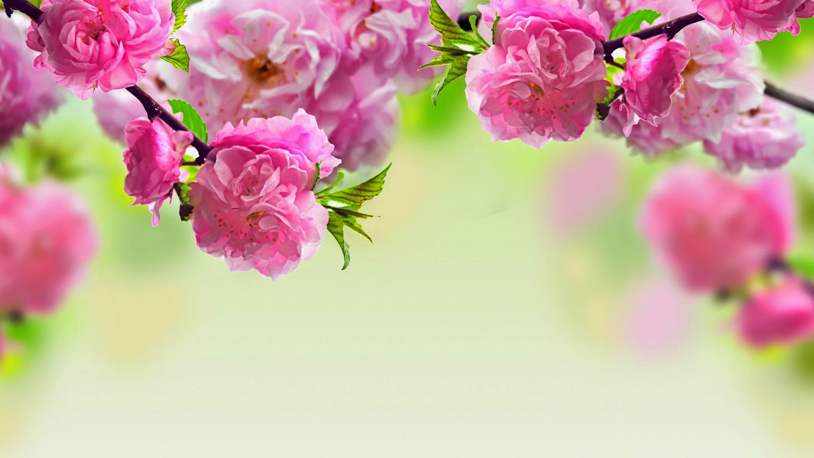 Desktop Wallpapers Desktop Wallpapers