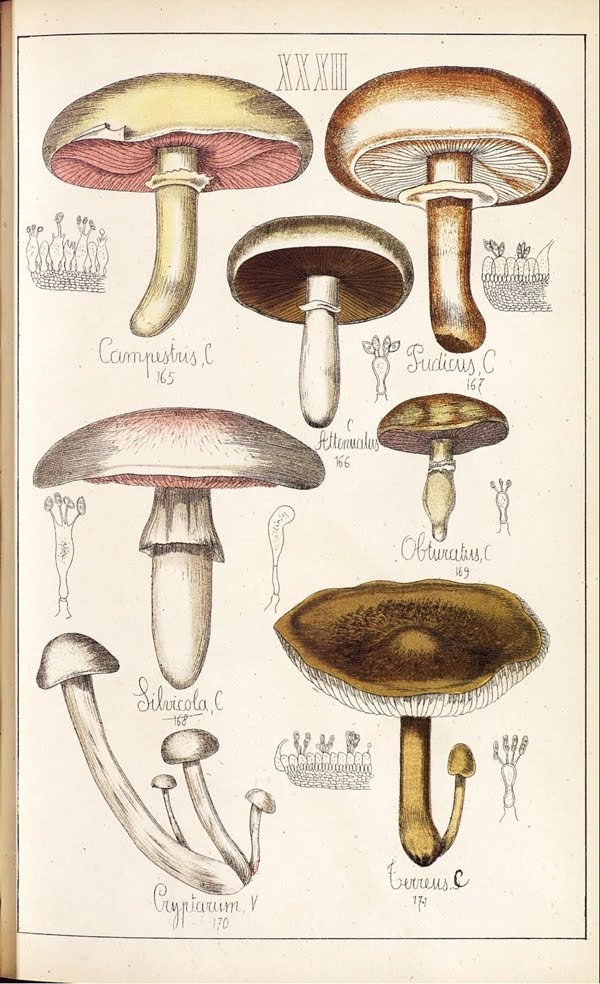 mushroom illustrations sicard - Mushroomy Inspiration