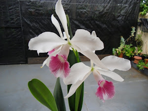 ORQUÍDEA 01