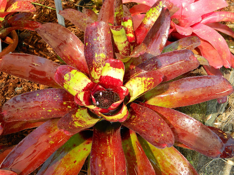 Neoregelia RÜFÜS DU SOL