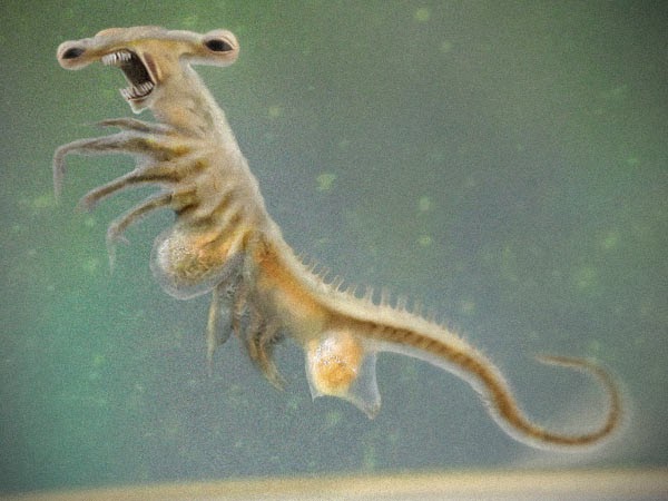 seamonkey picture seamonkey picture
