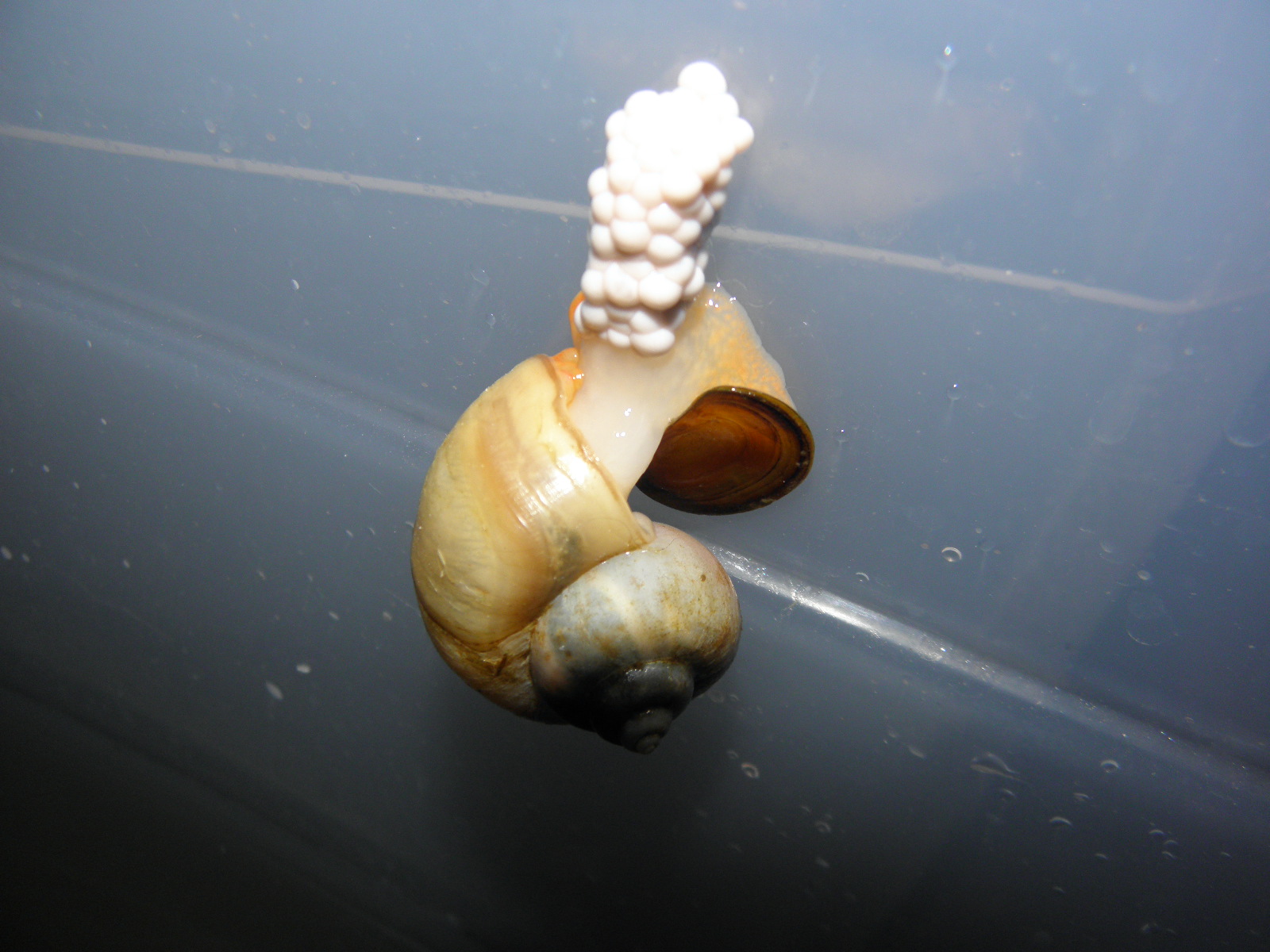 Mystery Snails More Ivory Eggs