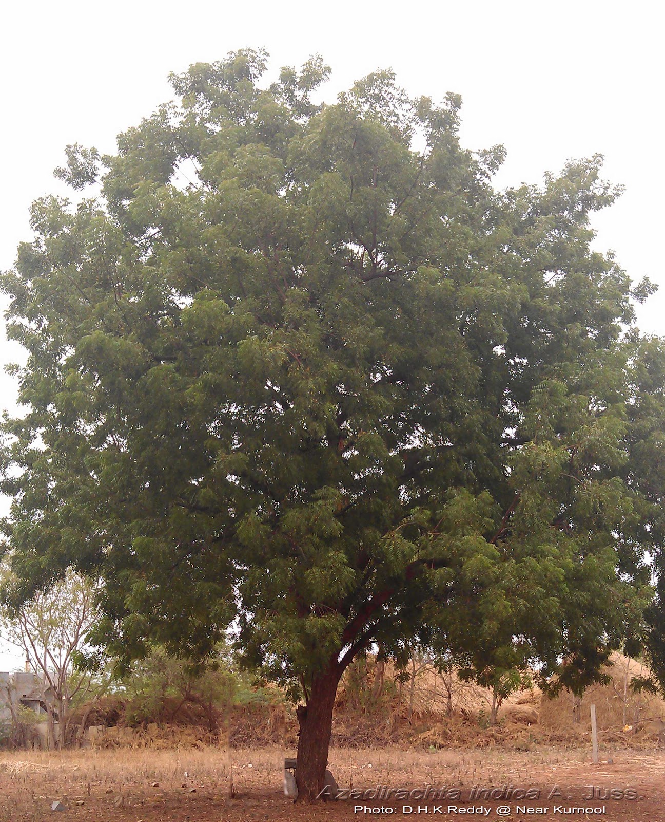 neem Over 75% of ayurvedic remedies contain neem, usually in form of leaf (or extract), sometimes the bark/fruit/flowers, and almost never the oil the leaf is also the part of the neem plant that western medicine knows the most about the majority of scientific neem studies was done with neem leaf or neem leaf extracts. neem Over 75% of ayurvedic remedies contain neem, usually in form of leaf (or extract), sometimes the bark/fruit/flowers, and almost never the oil the leaf is also the part of the neem plant that western medicine knows the most about the majority of scientific neem studies was done with neem leaf or neem leaf extracts.