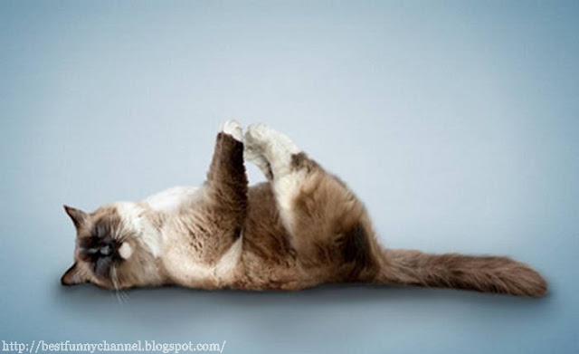 Yoga cat 2