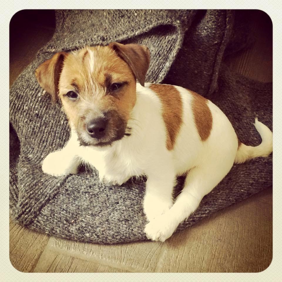 Jack russel pelo light broken Cortes de pelo de moda para ti