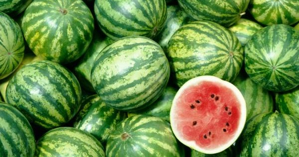 Teknis Budidaya Semangka