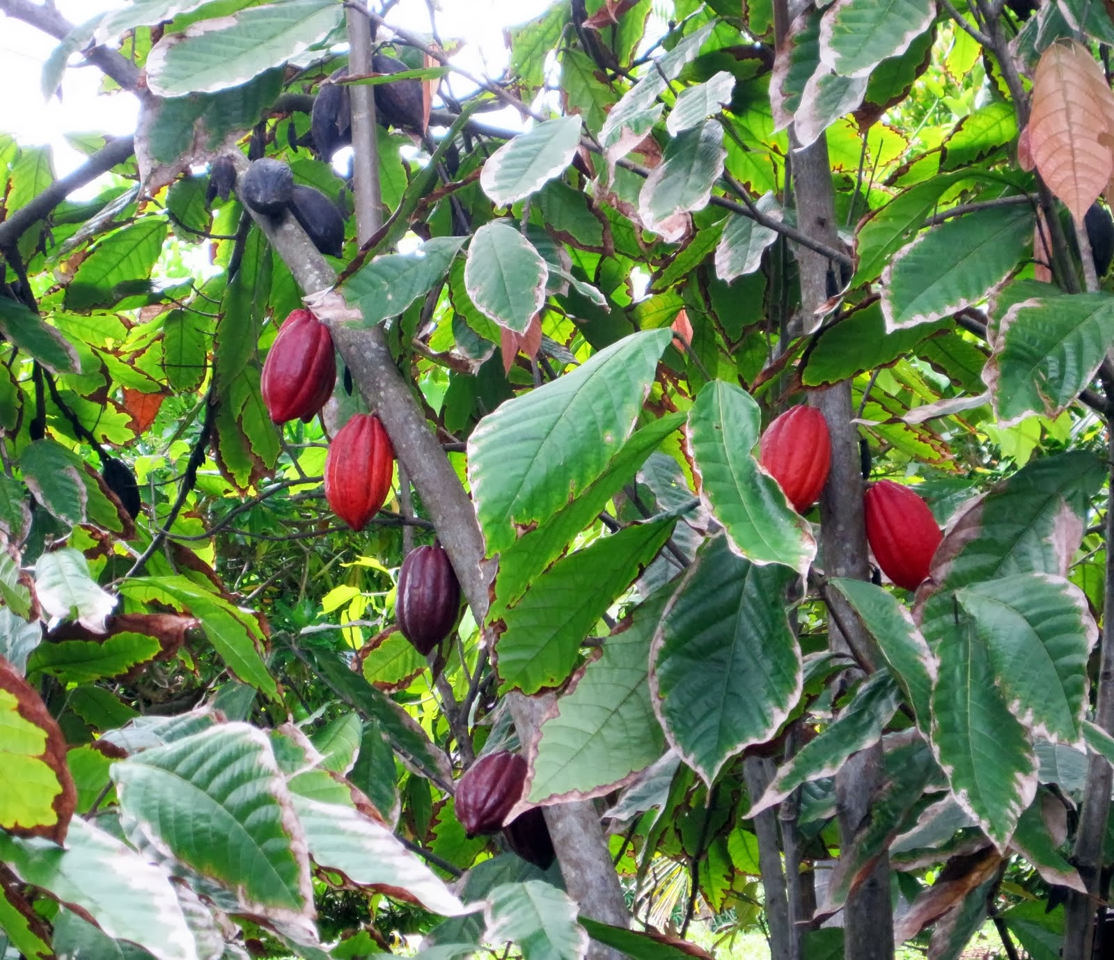 Liliana Usvat Reforestation and Medicinal use of the Trees Cacao Tree