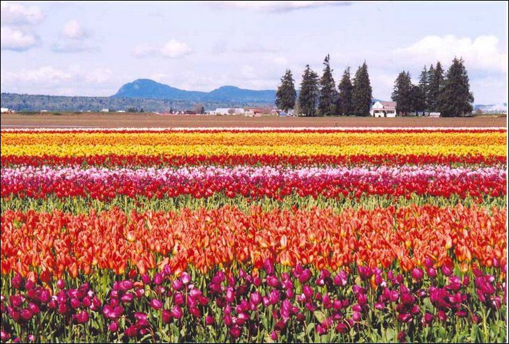 Tulip Garden Seen On www.coolpicturegallery.us Netherland in May Month Seen On www.coolpicturegallery.us