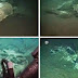 Descubren cementerio de tiburones en el Atlántico (Video)