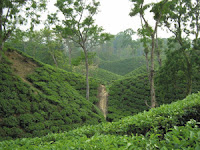 Tea Garden in Sylhet