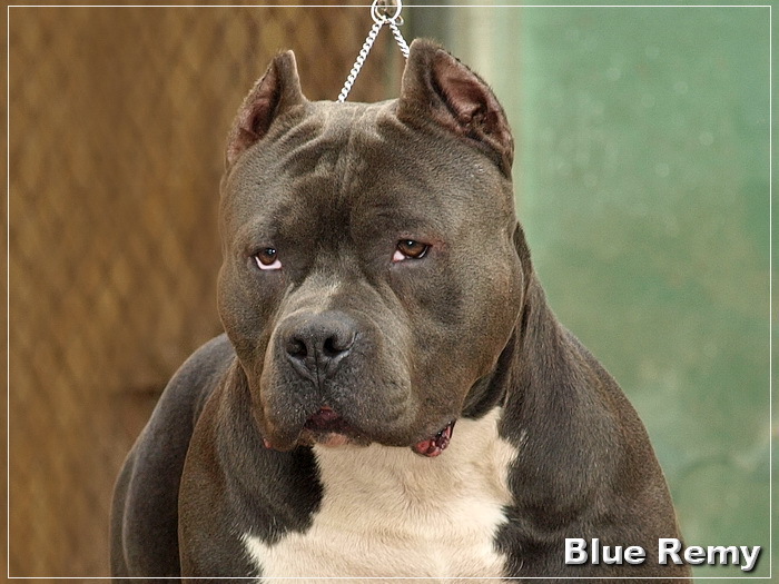 Pitbulls Blue
