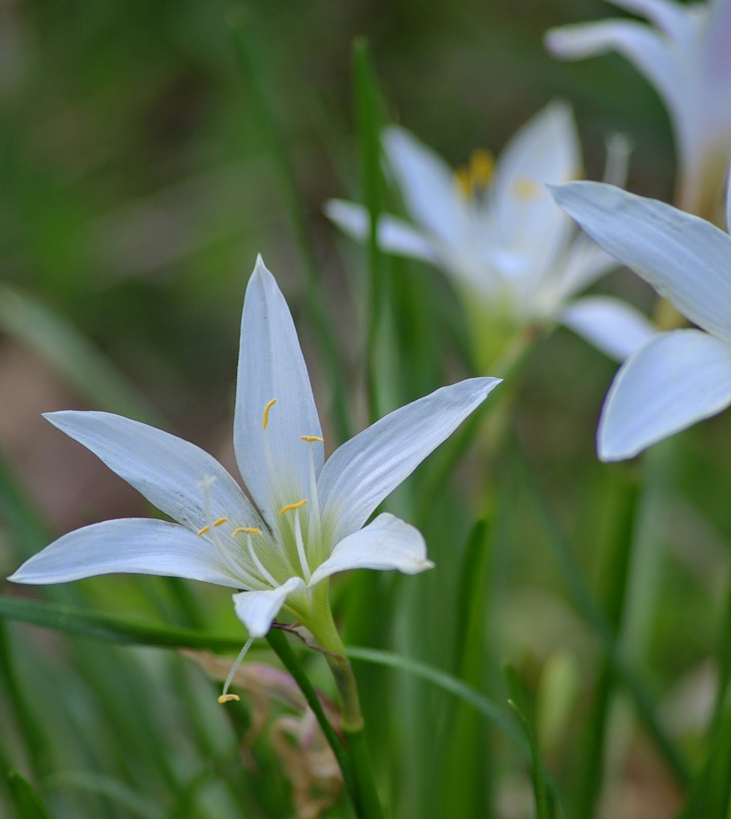 sweetbay Easter Lilies