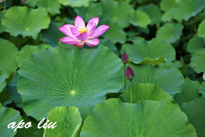 南投景點-中興新村賞荷花 南投景點-中興新村賞荷花