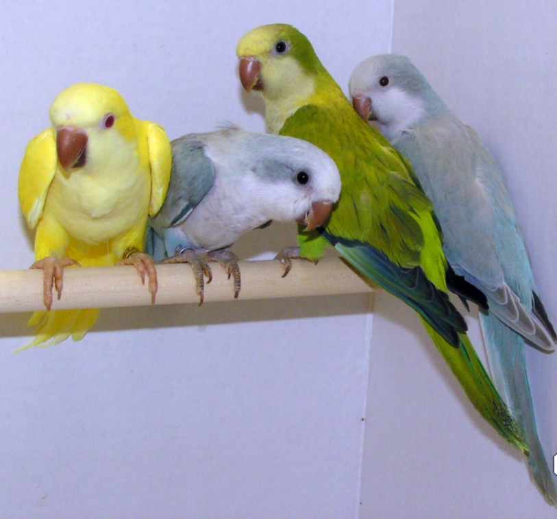 hello friends yellow quaker parrot hello friends yellow quaker parrot