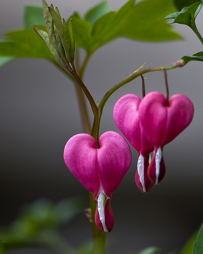 best photos 2 share: Blossoming Bleeding Heart Pictures