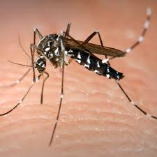 Dengue Fever Treatment  डेंगू बुखार की रामबाण औषधि  Dengue Bukhaar Ki Raambaan Dwai