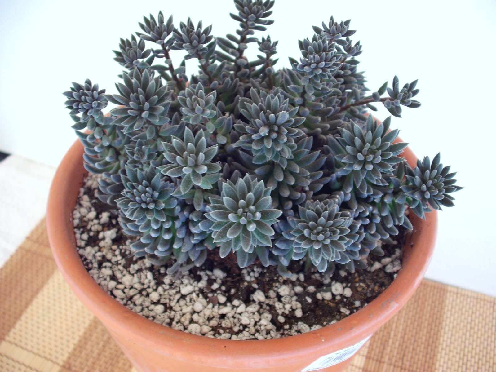 Sinocrassula Yunnanensis