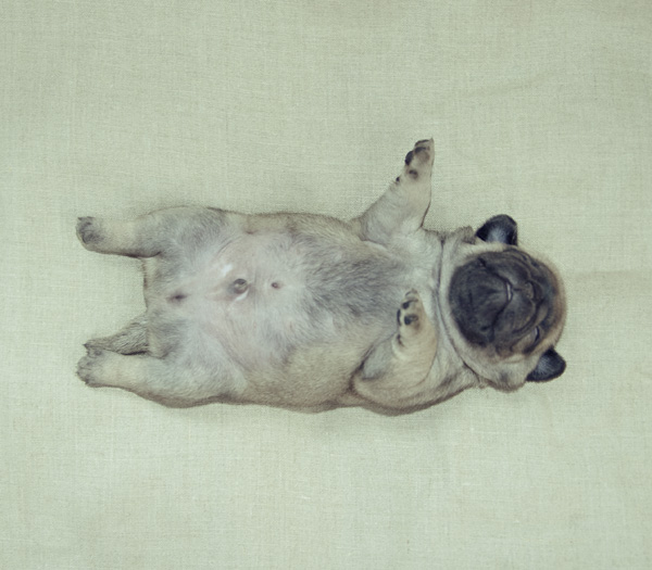 pug belly pin till min pappa fyll i bok on pug belly pin till min pappa fyll i bok on