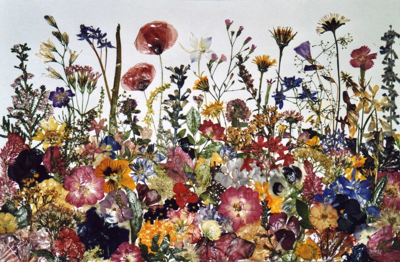 Pressed flower art, Pressed flower crafts, Pressed flowers