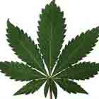 Folha de Maconha Folha de Maconha