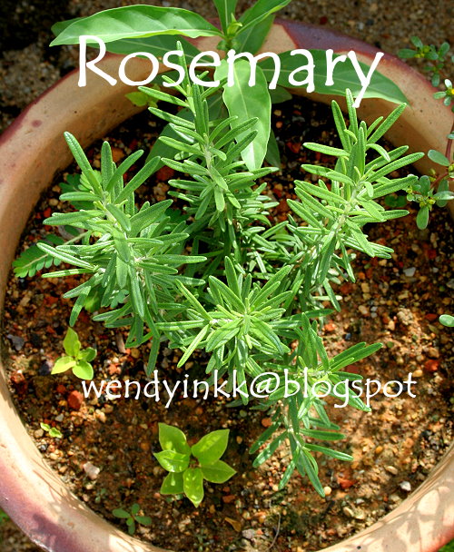 Table for 2.... or more New plants and herbs, and update on my