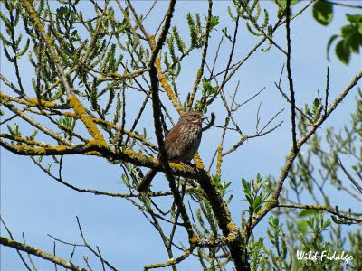 Song Sparrow (Melospiza melodia)