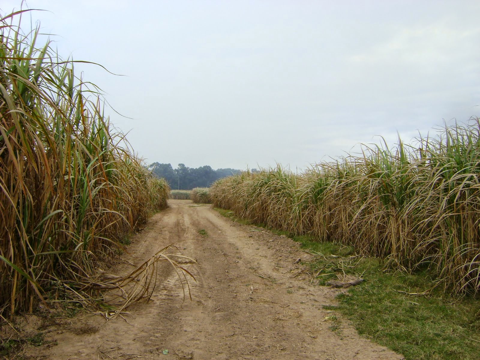 Caña de azucar