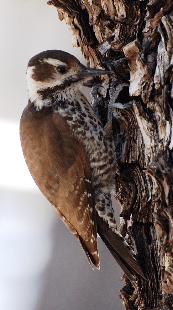 Birding Is Fun!: Discovering What Woodpeckers Eat