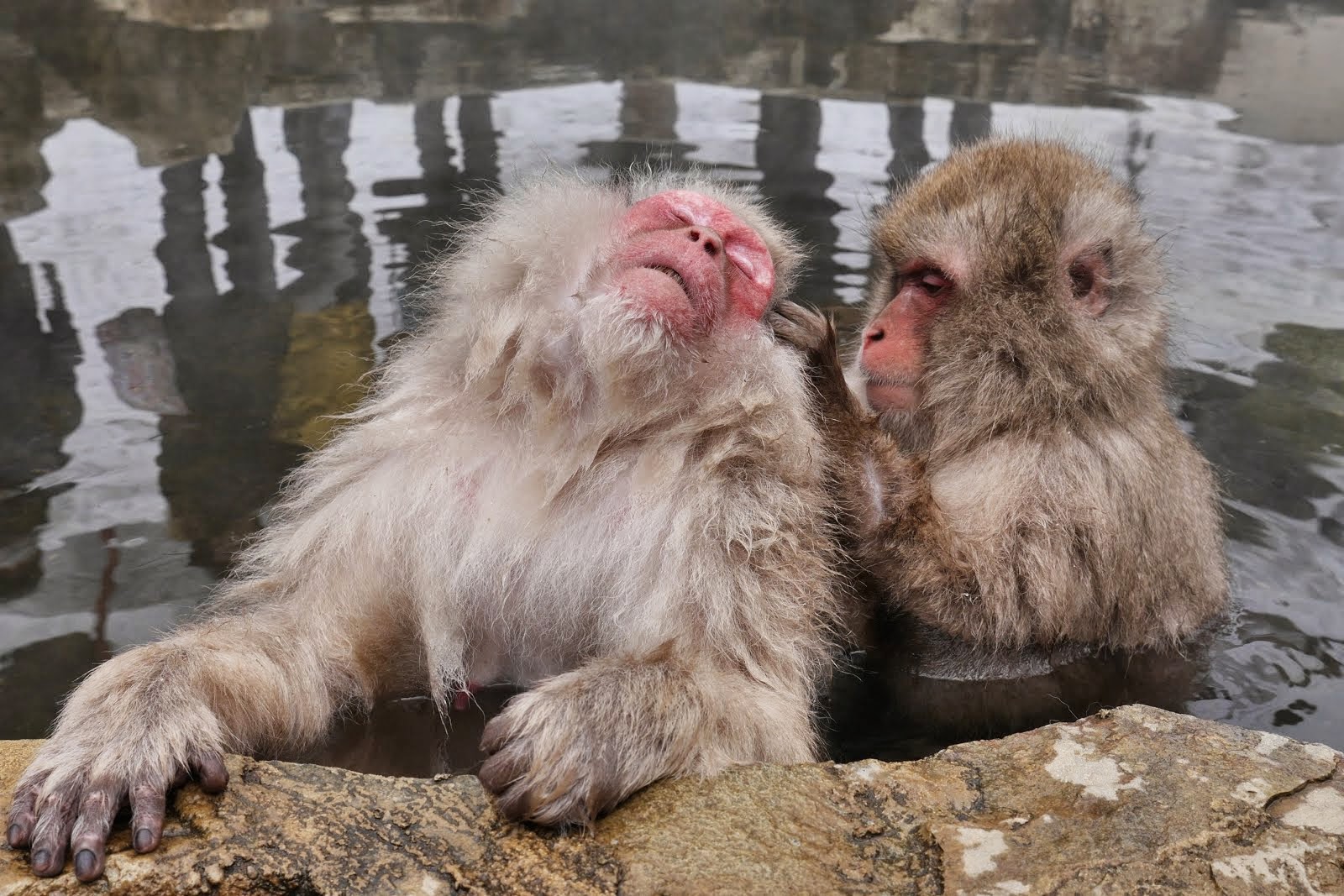 Monkey Grooming