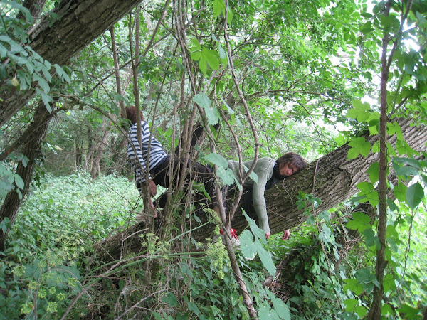 Un moment de détente parmi les grands Singes...