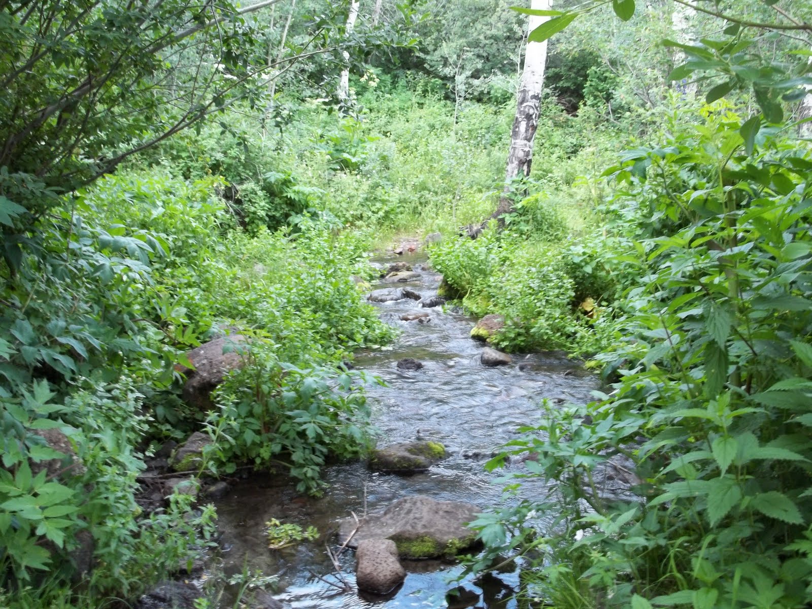 Lower Coal Creek Trail
