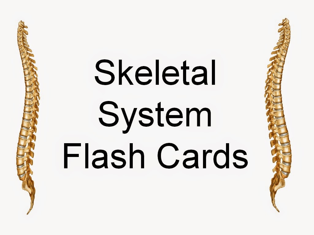 Student Survive 2 Thrive: Skeletal System Common Word Parts Flash Cards