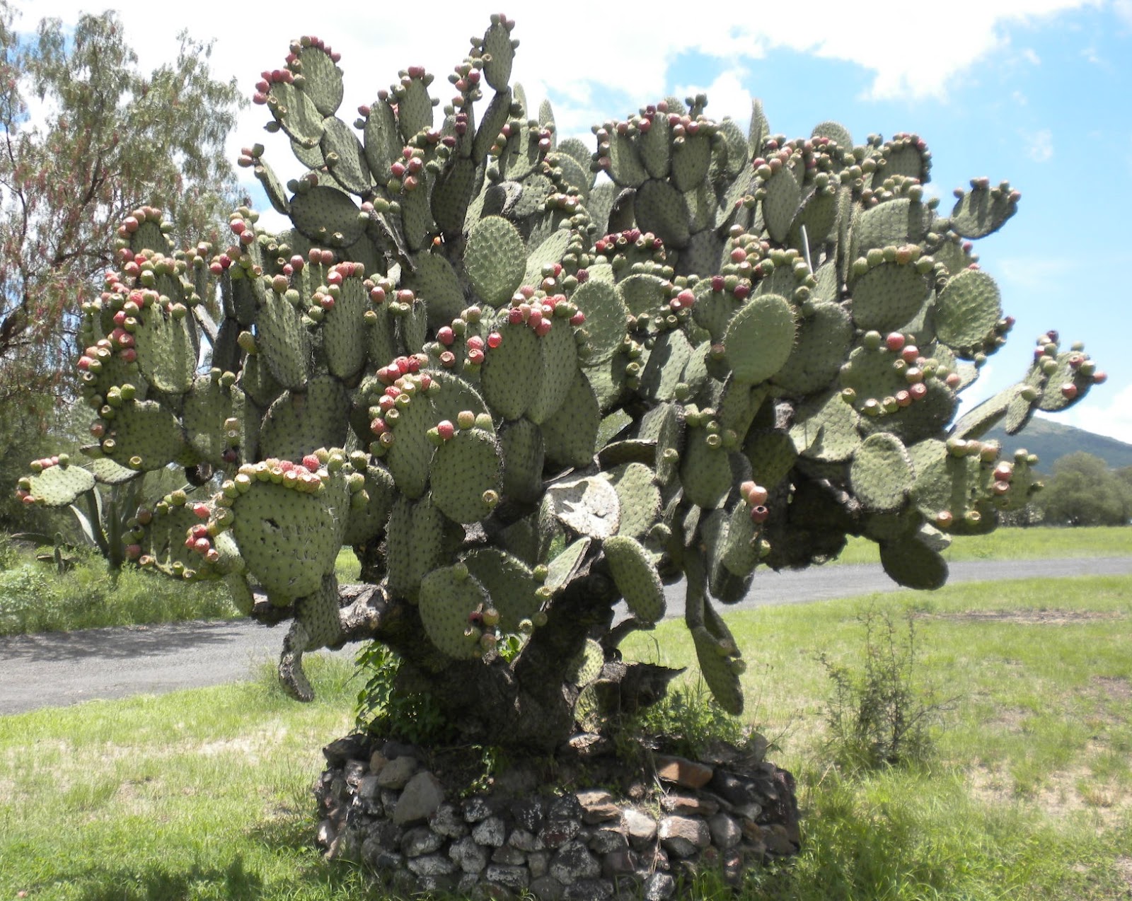 Addicted to Lime The Amazing, Delicious Tuna Fruit