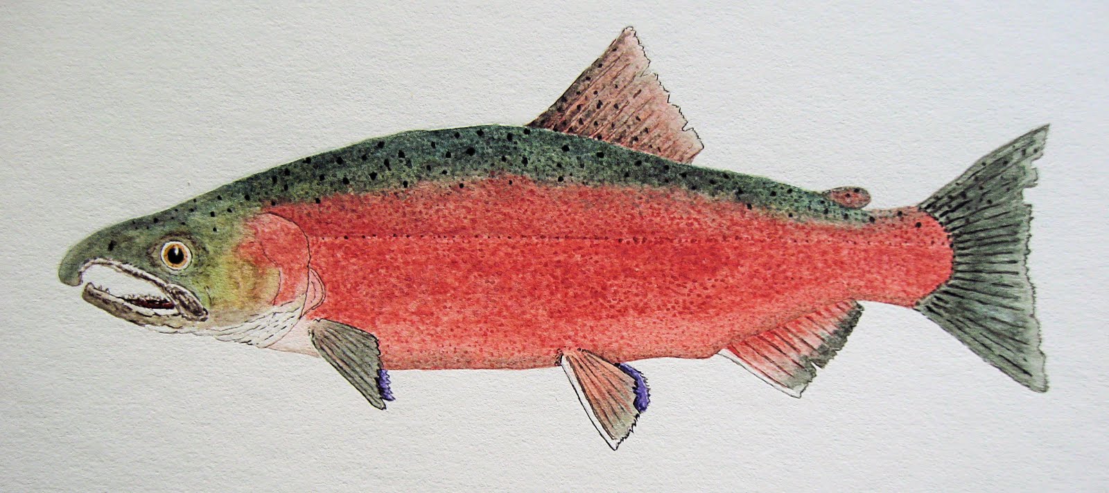 Thom Glace Watercolor Artist Freshwater Version of a Male Coho Salmon