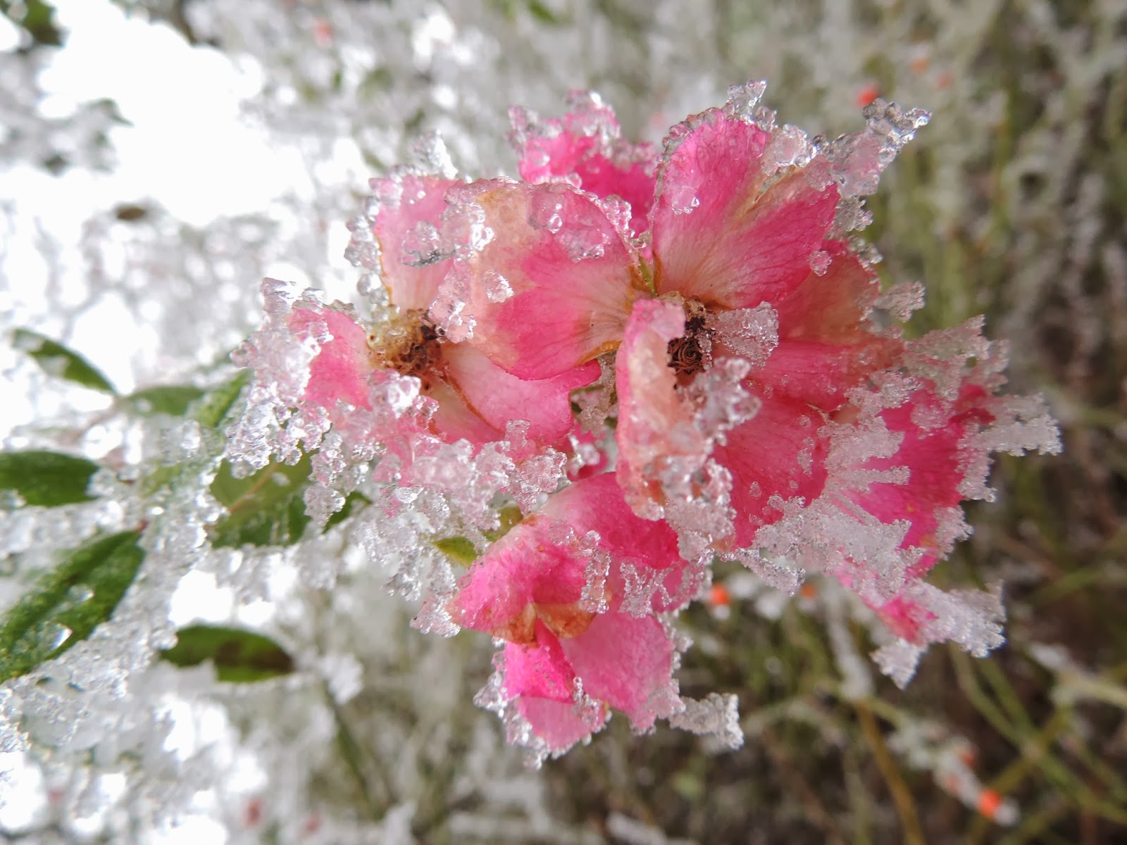 Afficher l’image source