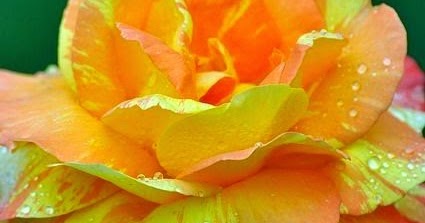 Hybrid Tea Rose | Backyards Click