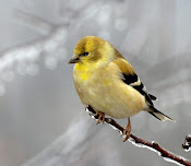 Winter Gold Finch