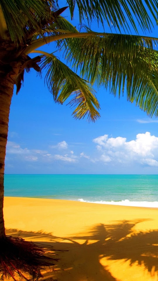 Palm Tree Golden Beach Seaside  Android Best Wallpaper