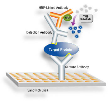 sandwich elisa assay protocol sandwich elisa assay protocol