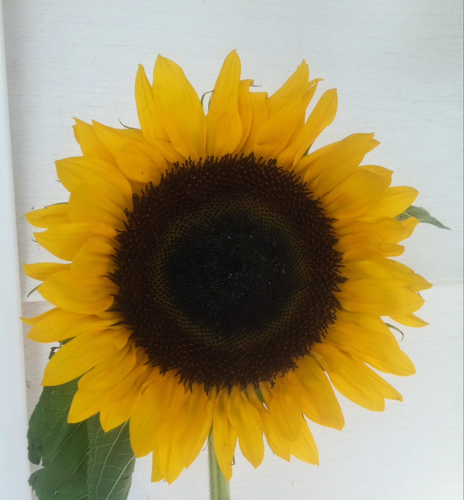 Stop and Smell the Sunflowers New Leaf Club