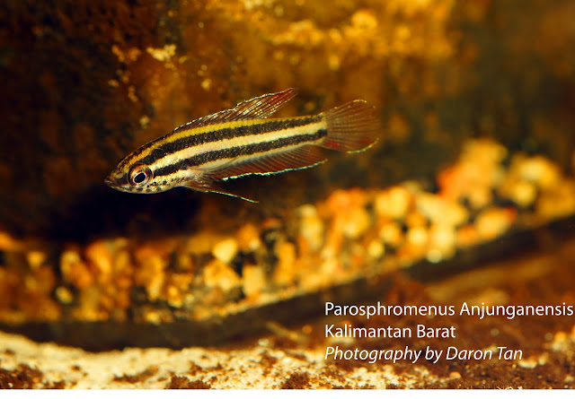 Parosphromenus Anjunganensis