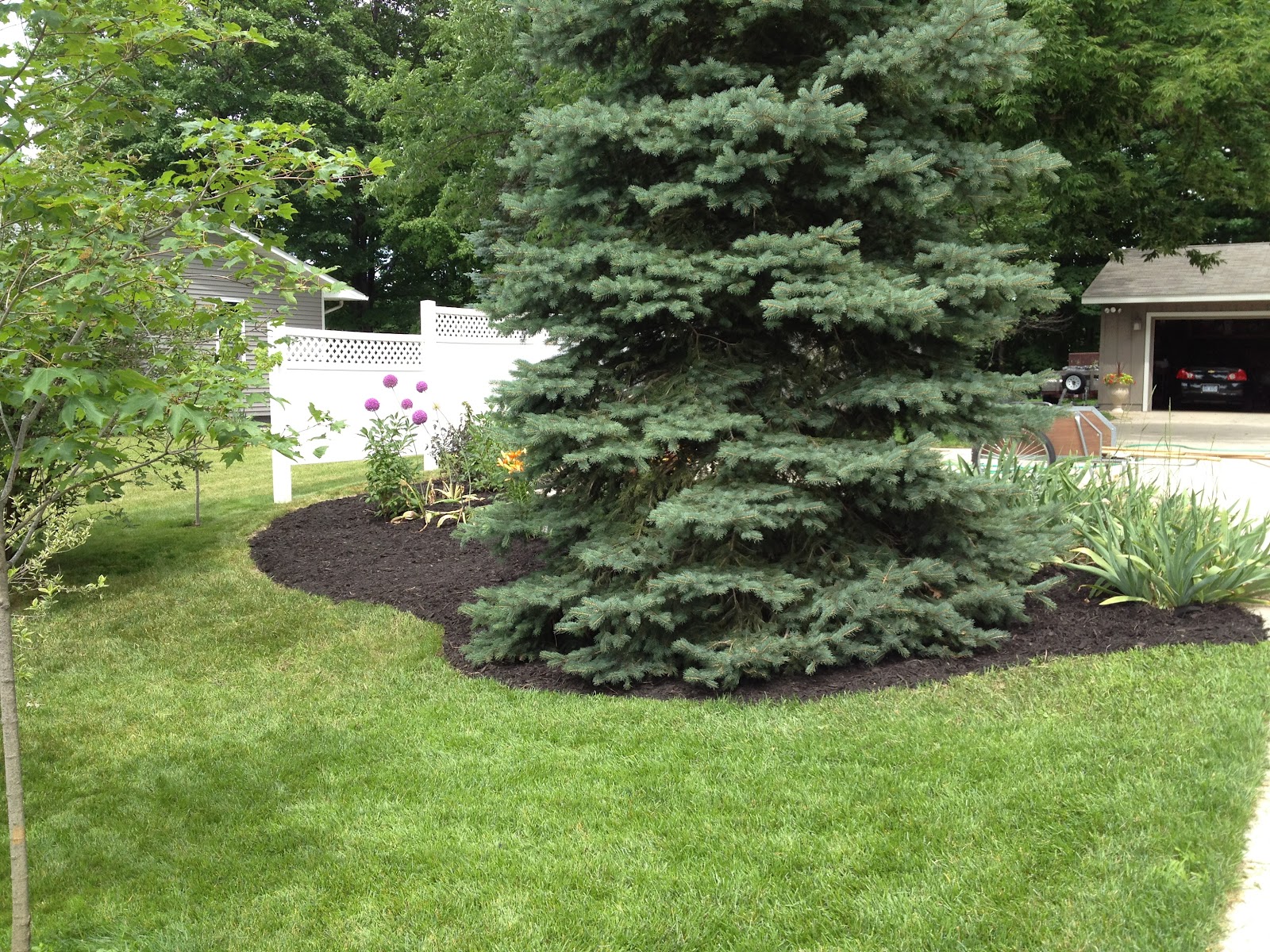 Amazon Com 1 Gallon Limelight Hydrangea Extravagant Large