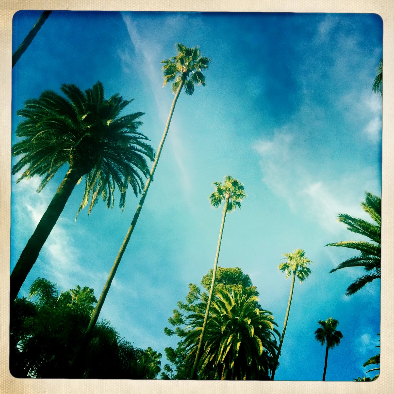 List 93+ Pictures Can Palm Trees Grow In Kentucky Sharp