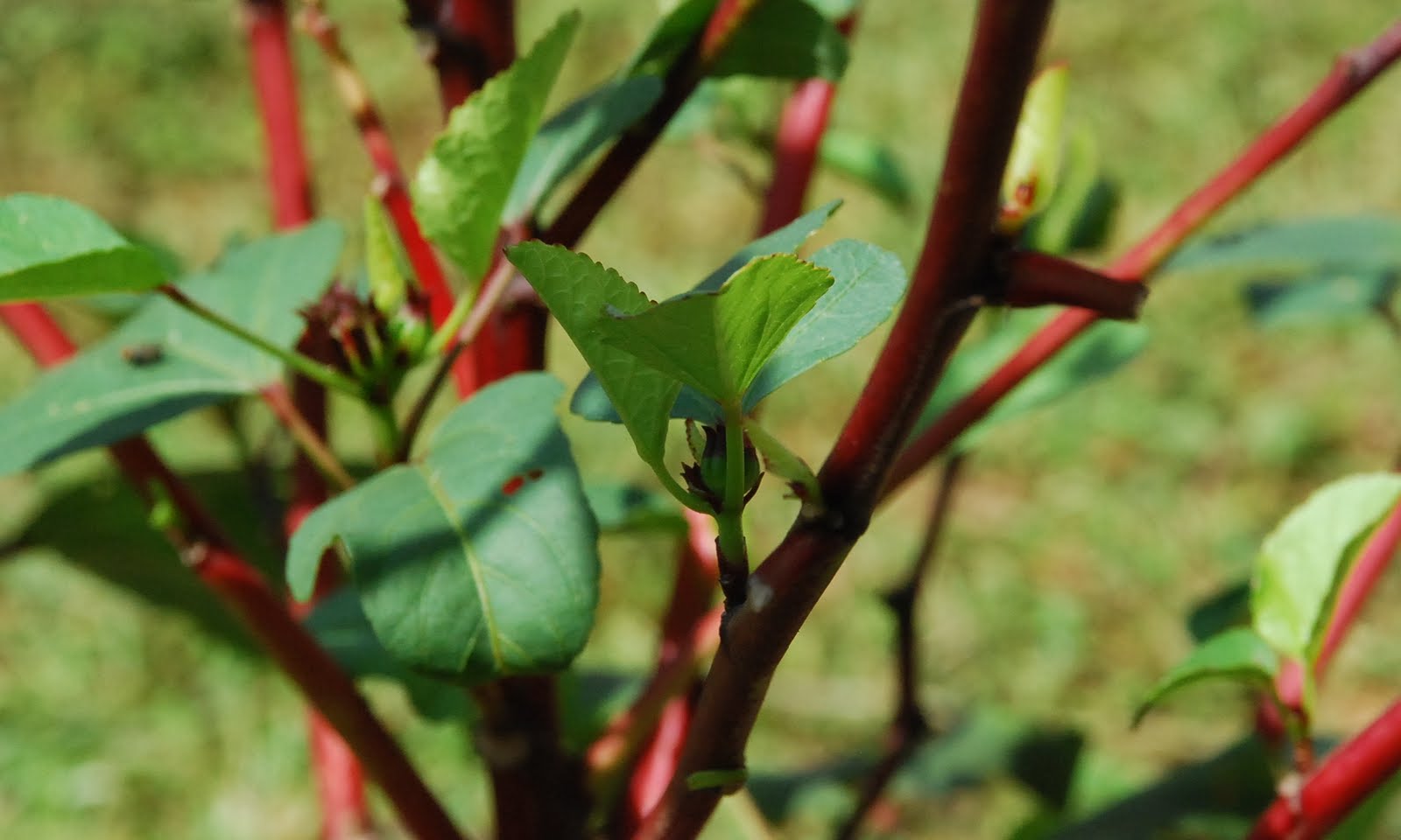 My little vegetable garden Roselle getting rid of old leaves.